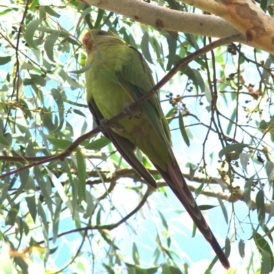 Polytelis swainsonii (Superb Parrot) at Yerrabi Pond - 16 Feb 2024 by betchern0t