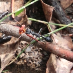 Myrmecia tarsata at Upper Nepean - 26 Dec 2023 by JanHartog