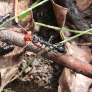 Myrmecia tarsata at Upper Nepean - 27 Dec 2023 05:54 AM