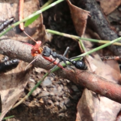 Myrmecia tarsata at Alpine, NSW - 26 Dec 2023 by JanHartog