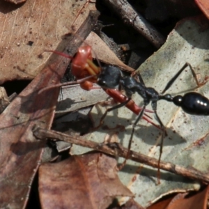 Myrmecia tarsata at Upper Nepean - 27 Dec 2023 05:54 AM
