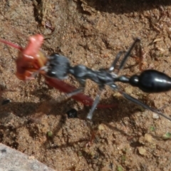 Myrmecia tarsata at Upper Nepean - 27 Dec 2023 05:54 AM