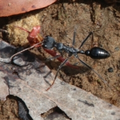 Myrmecia tarsata at Upper Nepean - 27 Dec 2023 05:54 AM