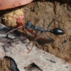 Myrmecia tarsata at Upper Nepean - 27 Dec 2023 05:54 AM