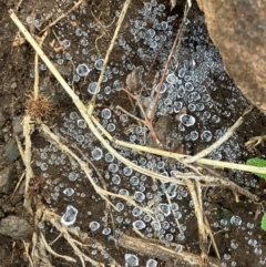 Unidentified Uncategorised Fungi at Wambrook, NSW - 17 Jan 2024 by brunonia