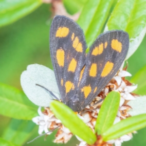 Asura cervicalis at ANBG - 12 Feb 2024