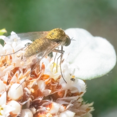 Geron sp. (genus) (Slender Bee Fly) at ANBG - 11 Feb 2024 by WHall