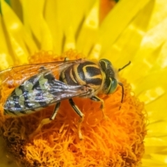 Bembix sp. (genus) (Unidentified Bembix sand wasp) at ANBG - 11 Feb 2024 by WHall