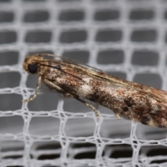 Ephestiopsis oenobarella (a Phycitine moth) at Jerrabomberra, NSW - 15 Feb 2024 by DianneClarke