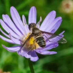 Villa sp. (genus) (Unidentified Villa bee fly) at ANBG - 11 Feb 2024 by WHall