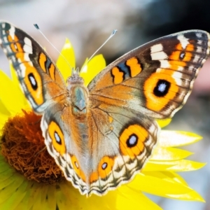 Junonia villida at ANBG - 12 Feb 2024