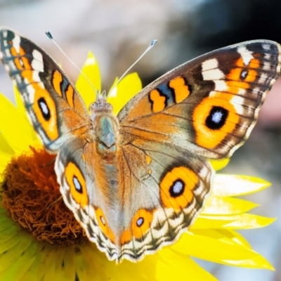 Junonia villida (Meadow Argus) at ANBG - 12 Feb 2024 by WHall