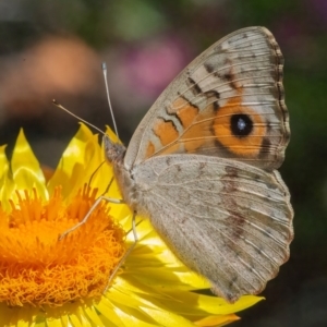 Junonia villida at ANBG - 12 Feb 2024