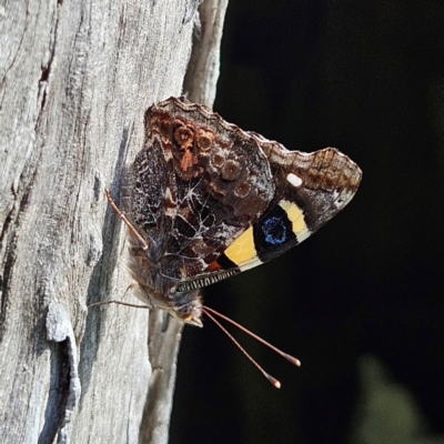 Vanessa itea (Yellow Admiral) at QPRC LGA - 16 Feb 2024 by MatthewFrawley