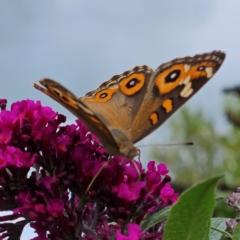 Junonia villida (Meadow Argus) at QPRC LGA - 16 Feb 2024 by MatthewFrawley