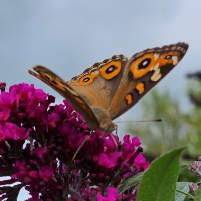 Junonia villida (Meadow Argus) at QPRC LGA - 16 Feb 2024 by MatthewFrawley