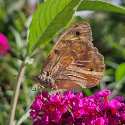 Heteronympha merope (Common Brown Butterfly) at QPRC LGA - 16 Feb 2024 by MatthewFrawley
