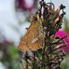 Dispar compacta (Barred Skipper) at QPRC LGA - 16 Feb 2024 by MatthewFrawley