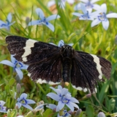 Eutrichopidia latinus (Yellow-banded Day-moth) at Wollogorang, NSW - 27 Jan 2024 by RomanSoroka