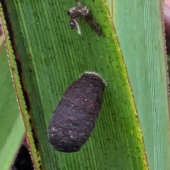 Aporocera sp. (genus) (Unidentified Aporocera leaf beetle) at Harolds Cross, NSW - 15 Feb 2024 by HelenCross