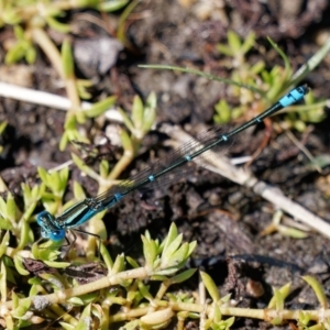 Austroagrion watsoni at Wollogorang, NSW - 27 Jan 2024