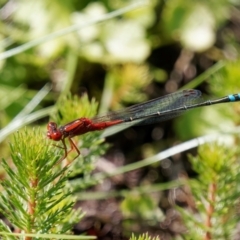 Xanthagrion erythroneurum (Red & Blue Damsel) at Wollogorang, NSW - 27 Jan 2024 by RomanSoroka