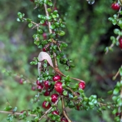 Coprosma quadrifida (Prickly Currant Bush, Native Currant) at QPRC LGA - 16 Feb 2024 by HelenCross