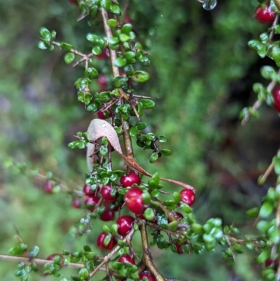 Coprosma quadrifida (Prickly Currant Bush, Native Currant) at Harolds Cross, NSW - 16 Feb 2024 by HelenCross