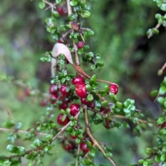 Coprosma quadrifida at QPRC LGA - 16 Feb 2024