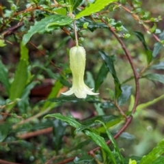 Billardiera mutabilis (Climbing Apple Berry, Apple Berry, Snot Berry, Apple Dumblings, Changeable Flowered Billardiera) at QPRC LGA - 16 Feb 2024 by HelenCross