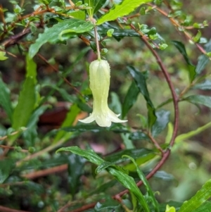 Billardiera mutabilis at QPRC LGA - 16 Feb 2024