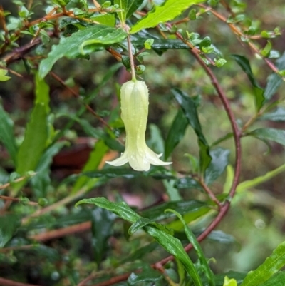 Billardiera mutabilis (Climbing Apple Berry, Apple Berry, Snot Berry, Apple Dumblings, Changeable Flowered Billardiera) at QPRC LGA - 16 Feb 2024 by HelenCross