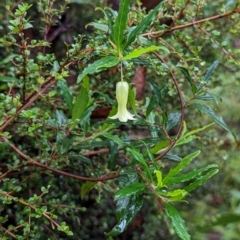 Billardiera mutabilis at QPRC LGA - 16 Feb 2024 12:15 PM