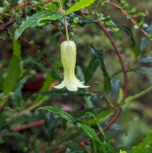 Billardiera mutabilis at QPRC LGA - 16 Feb 2024