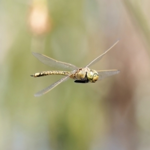 Anax papuensis at Wollogorang, NSW - 27 Jan 2024 03:14 PM