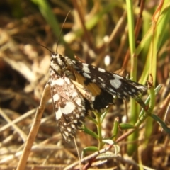 Ipanica cornigera (Laced Day-moth) at Murrumbateman, NSW - 16 Feb 2024 by SimoneC