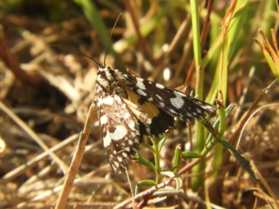 Ipanica cornigera (owlet moth) at Murrumbateman, NSW - 16 Feb 2024 by SimoneC
