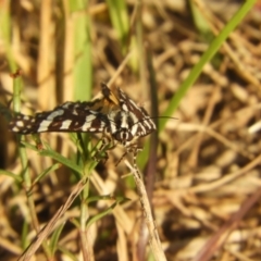 Ipanica cornigera at Murrumbateman, NSW - 16 Feb 2024 06:25 PM