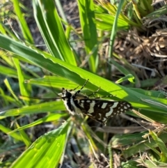 Ipanica cornigera at Murrumbateman, NSW - 16 Feb 2024 06:25 PM