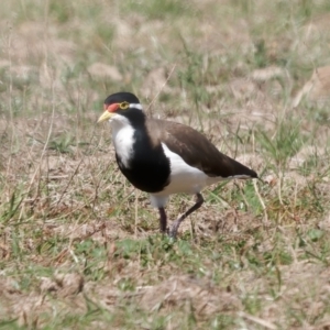 Vanellus tricolor at Wollogorang, NSW - 27 Jan 2024 04:03 PM