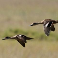 Anas gracilis (Grey Teal) at Wollogorang, NSW - 27 Jan 2024 by RomanSoroka