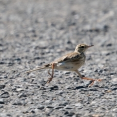 Anthus australis (Australian Pipit) at Wollogorang, NSW - 27 Jan 2024 by RomanSoroka