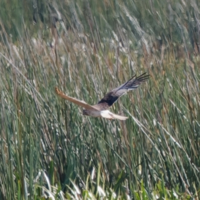 Circus approximans (Swamp Harrier) at Breadalbane, NSW - 27 Jan 2024 by RomanSoroka