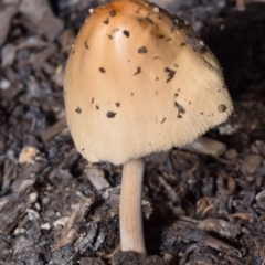 Unidentified Cap on a stem; gills below cap [mushrooms or mushroom-like] at QPRC LGA - 16 Feb 2024 by DianneClarke