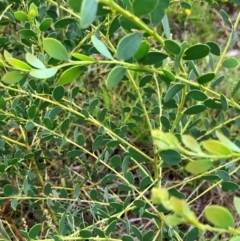 Acacia brachybotrya (Grey Mulga, Grey Wattle) at Hall, ACT - 14 Feb 2024 by strigo