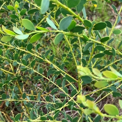 Acacia brachybotrya (Grey Mulga, Grey Wattle) at Hall, ACT - 14 Feb 2024 by strigo