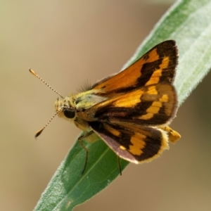 Ocybadistes walkeri at Chisholm, ACT - 31 Jan 2024 03:30 PM