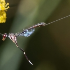 Gasteruption sp. (genus) (Gasteruptiid wasp) at Chisholm, ACT - 1 Feb 2024 by RomanSoroka