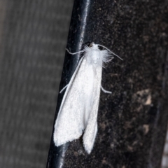 Tipanaea patulella (The White Crambid moth) at Wingecarribee Local Government Area - 1 Feb 2024 by Aussiegall