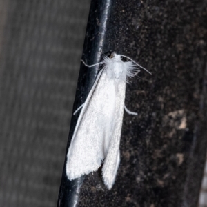 Tipanaea patulella at Penrose - 1 Feb 2024